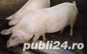 Deservim judetele olt si teleorman. Cumpar Porci Din Import