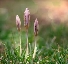 Wann sind tulpen zu pflanzen? Wann Pflanzt Man Tulpen Hyazinthen Narzissen Co Haushaltstipps Und Gartentipps