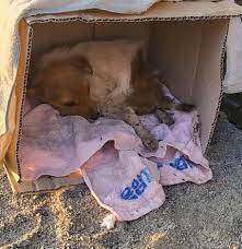 Pawsome Dogs 154 added a new photo. - Pawsome Dogs 154