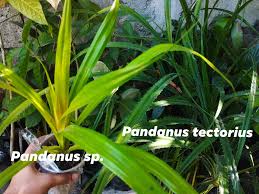 Image result for Pandanus sp. A