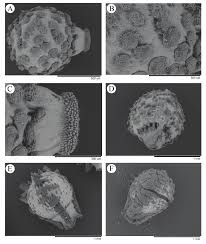 Image result for Scleria delicatula