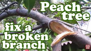Cut fruit, heavily massed branches and larger branches that place strain on the. Peach Tree Staking Repair Broken Branch Planting Fruit Trees Garden Stakes Support Jazevox Youtube
