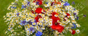 This photo is about monochrome, red flowers, rouge. Bouquet De Fleurs Sauvages Avec Des Coquelicots Marguerites Et De Bleuets Fleurs Sauvages Isoles Sur Fond Vert Banque D Images Et Photos Libres De Droits Image 59709316
