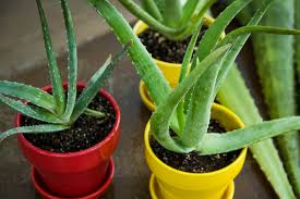 Birkac Malzemeyle Kolayca Kurtarmak Mumkun Solan Aloe Vera Nasil Canlandirilir Yemek Com Aloe Bitki Saksi Bitkileri