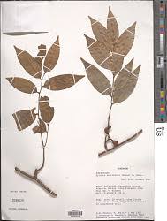 Image result for Xylopia acutiflora
