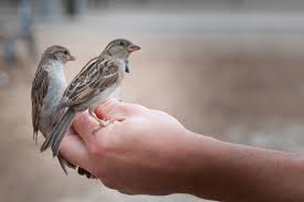 هواية الطيور Birds4hobby أنواع طيور الزينة صنف العصافير Birds Love Birds Animals