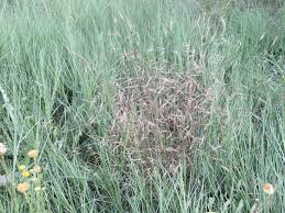 Image result for Aristida bipartita