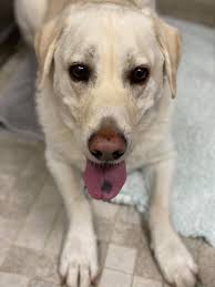 Pet Connection Bermuda