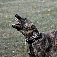 knpv dutch shepherd working dog personal protection dutch shepherd dog dutch shepherd puppy dogs