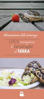 Cosa Mangiano Le Tartarughe Di Terra Tartarughe Recinto Per Tartaruga Tartaruga Habitat