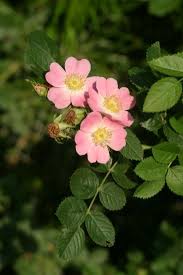 Image result for Rosaceae