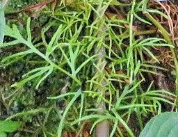 Image result for Ceratopteris