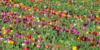 Bulbi di calla una caratteristica di coltivazione della calla che essa prende origine da bulbi, cos come accade per molte altre piante da fiore (un esempio la fresia); Tulipani Come E Quando Piantarli Coltivazione E Fioritura