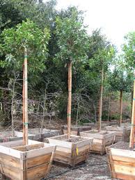 A Guide To Container Sizes Tree Sizes For Instant Impact