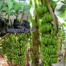 Jual Bibit Pisang Raja Ambon Mini Super Kota Metro Barokah Hijau Daun Tokopedia
