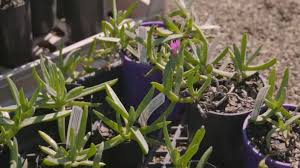 Pluck off the young leaves and eat them raw or boil them. The Juicy Side Of A Salty Fruit Sbs Food