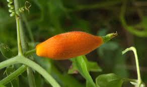 Image result for Kedrostis nana