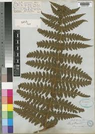 Image result for Blotiella glabra