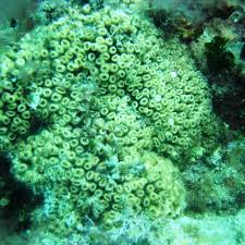 Image result for Loxodera caespitosa