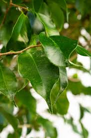 Image result for Ficus stuhlmannii