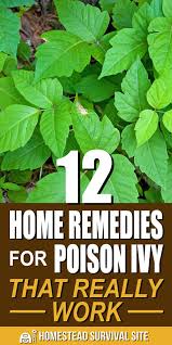 The skin itches intensely where the. 12 Home Remedies For Poison Ivy That Really Work Poison Ivy Remedies Home Remedies For Poison Ivy Cold Home Remedies