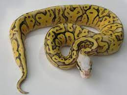 Super Pastel Super Vanilla Morph List World Of Ball Pythons Ball Python Ball Python Morphs Python
