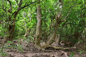 Image result for Pisonia