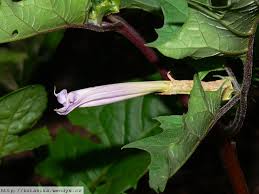 Image result for durman obecný plod