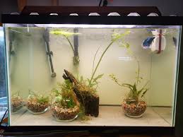 For a beginner betta owner cleaning your fish tank for the first time can be frightening. My Clean Planted Betta Tank Aquariums