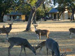And our cottages located just 5 miles from downtown fredericksburg and located on a 200 acre ranch. One Of The Cottages In The Background Picture Of Country Inn Cottages Fredericksburg Tripadvisor