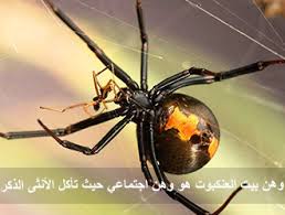 الروائع العلمية الرائعة 008 خيط العنكبوت أقوى من الفولاذ ولماذا بيته ضعيفا موسوعة النابلسي للعلوم الإسلامية