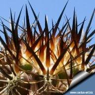 Two adaptations of a saguaro cactus in order to store water are as following: What Are The Behavioral Adaptations Of A Cactus Quora
