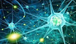 With anxiety disorders, this may reflect the reduced gaba activity in the brain and an imbalance of its receptors. Neurotransmitters And The Nervous System