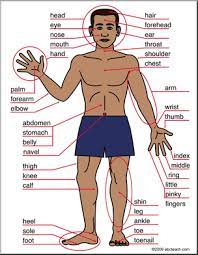 Parts of the body, human body parts: Pin On School