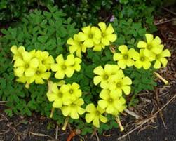 Image result for Oxalis pes-caprae