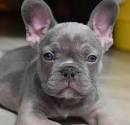 Bulldog