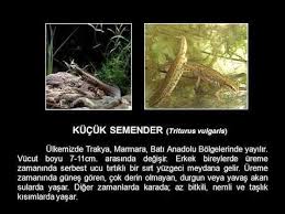 Semenderler Posts Facebook