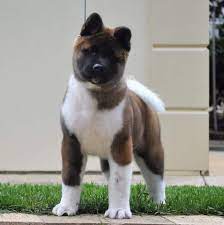 Shokuma Akitas Home Facebook