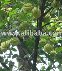 It has been used as a way to lose weight naturally and for exercise performance enhancement, but you should be aware of garcinia cambogia side effects. Sell Fresh Garcinia Cambogia Fruit Extract Products Indonesia Sell Fresh Garcinia Cambogia Fruit Extract Supplier