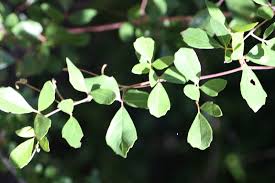 Image result for Rhoicissus rhomboidea