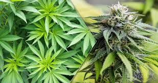 The blue light will be most prominent during the summer months as the sun is high and very bright in the sky. When To Flip From Veg To Flower Weedseedshop