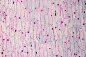 Like mitochondria, chloroplasts have their own dna and ribosomes, but chloroplasts have an entirely different function. Microscope Fixed Slide Of Plant Mitochondria Stock Photo Picture And Royalty Free Image Image 88137195