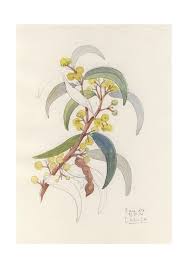 Acacia Koa Blossom Drawing Botanical Print Pencil And Watercolor Drawing Acacia Tree Branch By Catalina Botanical Drawings Botanical Prints Tree Branch Tattoo
