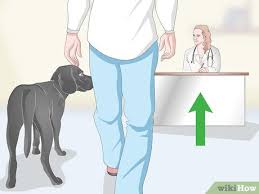 Some remedies work from the inside out, improving coat quality by boosting nutrition and overall health. 3 Ways To Treat Dandruff On Your Dog Wikihow