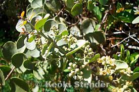 Image result for Santalaceae