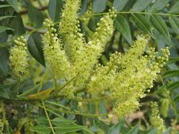 Image result for Ateleia