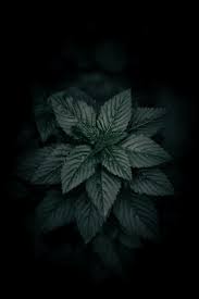 There are many beautiful colours available, but black wallpapers are so versatile, that if you add it to any background, the other objects seem to light up the screen in a magical way. Black Wallpapers Free Hd Download 500 Hq Unsplash