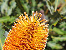 Some birds are enticed by fruit and seeds, others drink the nectar in certain types of wildflowers, and insectivorous birds hunt the insects found on. Best Plants That Attract Birds To Your Garden