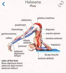 Pin By Kunyawee A On Vpravi Jogi Yoga Anatomy Yoga Muscles Yoga Movement