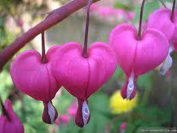 Pin By Sarah Pka On Garden Of Eden Flower Images Wallpapers Bleeding Heart Flower Beautiful Flowers Images